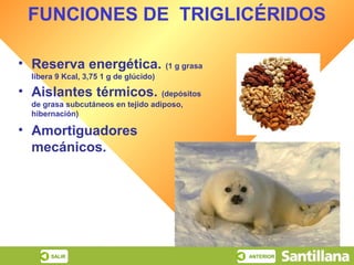 Biología

    FUNCIONES DE TRIGLICÉRIDOS
INICIO     ESQUEMA      RECURSOS
                                                          Los lípidos




• Reserva energética. (1 g grasa
     libera 9 Kcal, 3,75 1 g de glúcido)

• Aislantes térmicos. (depósitos
     de grasa subcutáneos en tejido adiposo,
     hibernación)

• Amortiguadores
  mecánicos.




          SALIR                                ANTERIOR
 
