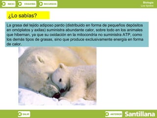 Biología
INICIO    ESQUEMA    RECURSOS
                                                                           Los lípidos



¿Lo sabías?
La grasa del tejido adiposo pardo (distribuido en forma de pequeños depósitos
en omóplatos y axilas) suministra abundante calor, sobre todo en los animales
que hibernan, ya que su oxidación en la mitocondria no suministra ATP, como
los demás tipos de grasas, sino que produce exclusivamente energía en forma
de calor.




         SALIR                                            ANTERIOR
 