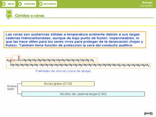 Biología
INICIO       ESQUEMA   RECURSOS
                                             Los lípidos



         Céridos o ceras




            SALIR                 ANTERIOR
 