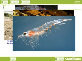 Biología
INICIO       ESQUEMA   RECURSOS
                                                            Los lípidos



         Céridos o ceras

•    Sustancias secretadas por glándulas
     sebáceas de vertebrados para proteger
     e impermeabilizar (piel, pelo, plumas…
•    Cerumen oídos
•    Cera abejas (con la que se construye los
     panales)
•    Espemaceti cachalote (lubricante y
     cosmético)
•    Krill
•    Recubren superficies de órganos
     vegetales (frutos, tallos) protegiendo de
     la desecación y del ataque de parásitos




            SALIR                                ANTERIOR
 