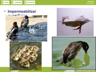 Biología
INICIO    ESQUEMA   RECURSOS
                                          Los lípidos




• Impermeabilizar
  superficies




         SALIR                 ANTERIOR
 