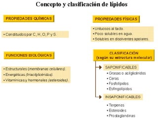 Biología
INICIO    ESQUEMA   RECURSOS
                                          Los lípidos




         SALIR                 ANTERIOR
 