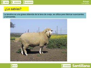 Biología
INICIO     ESQUEMA      RECURSOS
                                                                                        Los lípidos



¿Lo sabías?
La lanolina es una grasa obtenida de la lana de oveja, se utiliza para fabricar suavizantes
y lubricantes.




          SALIR                                                     ANTERIOR
 