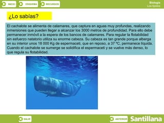 Biología
INICIO     ESQUEMA     RECURSOS
                                                                                    Los lípidos



¿Lo sabías?
El cachalote se alimenta de calamares, que captura en aguas muy profundas, realizando
inmersiones que pueden llegar a alcanzar los 3000 metros de profundidad. Para ello debe
permanecer inmóvil a la espera de los bancos de calamares. Para regular la flotabilidad
sin esfuerzo natatorio utiliza su enorme cabeza. Su cabeza es tan grande porque alberga
en su interior unos 18 000 Kg de espermaceti, que en reposo, a 37 ºC, permanece líquida.
Cuando el cachalote se sumerge se solidifica el espermaceti y se vuelve más denso, lo
que regula su flotabilidad.




          SALIR                                                  ANTERIOR
 