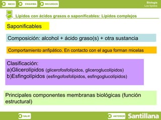 Biología
 INICIO       ESQUEMA   RECURSOS
                                                                          Los lípidos



          Lípidos con ácidos grasos o saponificables: Lípidos complejos

Saponificables

Composición: alcohol + ácido graso(s) + otra sustancia

 Comportamiento anfipático. En contacto con el agua forman micelas


Clasificación:
a)Glicerolípidos (glicerofosfolípidos, gliceroglucolípidos)
b)Esfingolípidos (esfingofosfolípidos, esfingoglucolípidos)


Principales componentes membranas biológicas (función
estructural)

             SALIR                                         ANTERIOR
 