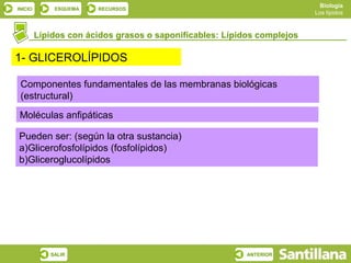 Biología
INICIO       ESQUEMA   RECURSOS
                                                                         Los lípidos



         Lípidos con ácidos grasos o saponificables: Lípidos complejos

1- GLICEROLÍPIDOS

 Componentes fundamentales de las membranas biológicas
 (estructural)
Moléculas anfipáticas

Pueden ser: (según la otra sustancia)
a)Glicerofosfolípidos (fosfolípidos)
b)Gliceroglucolípidos




            SALIR                                         ANTERIOR
 