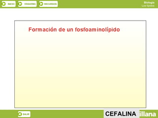 Biología
INICIO    ESQUEMA   RECURSOS
                                           Los lípidos




         SALIR                 CEFALINA
                                ANTERIOR
 