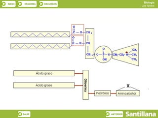 Biología
INICIO    ESQUEMA   RECURSOS
                                          Los lípidos




         SALIR                 ANTERIOR
 