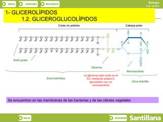 Biología
 INICIO       ESQUEMA   RECURSOS
                                                                                                  Los lípidos

1- GLICEROLÍPIDOS
    Lípidos con ácidos grasos o saponificables
       1.2. GLICEROGLUCOLÍPIDOS




     Ácido graso

                                                    Glicerina
                                                                                   Monosacárido
                                              La glicerina está unida en el
                        Zona hidrófoba          C3, mediante enlace 0-
                                                   glucosídico con un                 Zona hidrófila
                                                     monosacárido




 Se encuentran en las membranas de las bacterias y de las células vegetales



            SALIR                                                       ANTERIOR
 