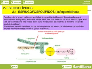 Biología
INICIO      ESQUEMA         RECURSOS
                                                                                                Los lípidos


2- ESFINGOLÍPIDOS
    Lípidos con ácidos grasos o saponificables
       2.1. ESFINGOFOSFOLÍPIDOS (esfingomielinas)
Resultan de la unión del grupo alcohol de la ceramida (ácido grado de cadena larga y el
aminoalcohol esfingosina), mediante enlace éster, con una molécula de ácido fosfórico que, a su
vez, se une mediante otro enlace éster a una molécula de etanolamina o de colina (segundo
alcohol de cabeza).
Abundantes en tejido nervioso, donde forman parte de las vainas de mielina que recubren los
axones de determinadas neuronas (fibras mielínicas)
                                            Enlace amida entre el ácido grado y el
                                                    alcohol esfingosina


                             Esfingosina         Esfingomielina



                                                                    Fosfato




                      Ácido graso

                                                                                     Colina

                           Zona hidrófoba                             Zona hidrófila


          SALIR                                                                      ANTERIOR
 