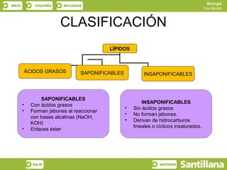 Biología
INICIO          ESQUEMA     RECURSOS
                                                                                           Los lípidos



                           CLASIFICACIÓN
                                              LÍPIDOS



             ÁCIDOS GRASOS         SAPONIFICABLES           INSAPONIFICABLES



                   SAPONIFICABLES
                                                            INSAPONIFICABLES
         •     Con ácidos grasos
                                                    •   Sin ácidos grasos
         •     Forman jabones al reaccionar
                                                    •   No forman jabones.
               con bases alcalinas (NaOH,
                                                    •   Derivan de hidrocarburos
               KOH)
                                                        lineales o cíclicos insaturados.
         •     Enlaces éster




               SALIR                                                ANTERIOR
 