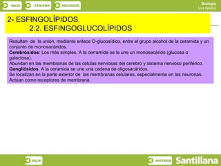 Biología
 INICIO    ESQUEMA       RECURSOS
                                                                                         Los lípidos


2- ESFINGOLÍPIDOS
    Lípidos con ácidos grasos o saponificables
       2.2. ESFINGOGLUCOLÍPIDOS
Resultan de la unión, mediante enlace O-glucosídico, entre el grupo alcohol de la ceramida y un
conjunto de monosacáridos.
Cerebrósidos: Los más simples. A la cerramida se le une un monosacárido (glucosa o
galactosa).
Abundan en las membranas de las células nerviosas del cerebro y sistema nervioso periférico.
Gangliósidos. A la ceramida se une una cadena de oligosacáridos.
Se localizan en la parte exterior de las membranas celulares, especialmente en las neuronas.
Actúan como receptores de membrana.




          SALIR                                                      ANTERIOR
 