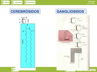 Biología
INICIO     ESQUEMA   RECURSOS
                                                Los lípidos




         CEREBRÓSIDOS           GANGLIOSIDOS




          SALIR                      ANTERIOR
 