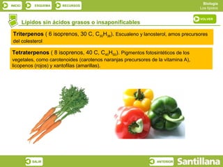 Biología
INICIO       ESQUEMA    RECURSOS
                                                                                  Los lípidos

                                                                                  VOLVER
         Lípidos sin ácidos grasos o insaponificables

 Triterpenos ( 6 isoprenos, 30 C, C30H38). Escualeno y lanosterol, amos precursores
 del colesterol

Tetraterpenos ( 8 isoprenos, 40 C, C40H50). Pigmentos fotosintéticos de los
vegetales, como carotenoides (carotenos naranjas precursores de la vitamina A),
licopenos (rojos) y xantofilas (amarillas).




            SALIR                                               ANTERIOR
 