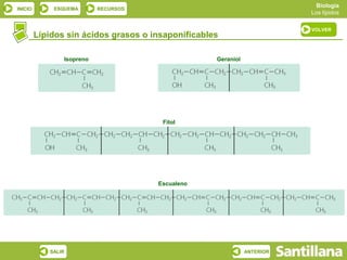 Biología
INICIO       ESQUEMA       RECURSOS
                                                                          Los lípidos

                                                                          VOLVER
         Lípidos sin ácidos grasos o insaponificables

                Isopreno                            Geraniol




                                       Fitol




                                      Escualeno




            SALIR                                              ANTERIOR
 
