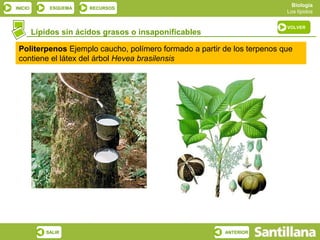 Biología
INICIO       ESQUEMA    RECURSOS
                                                                         Los lípidos

                                                                         VOLVER
         Lípidos sin ácidos grasos o insaponificables

 Politerpenos Ejemplo caucho, polímero formado a partir de los terpenos que
 contiene el látex del árbol Hevea brasilensis




            SALIR                                       ANTERIOR
 