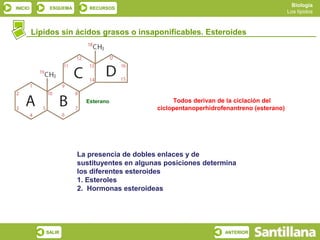 Biología
INICIO       ESQUEMA      RECURSOS
                                                                                         Los lípidos



         Lípidos sin ácidos grasos o insaponificables. Esteroides




                         Esterano                 Todos derivan de la ciclación del
                                             ciclopentanoperhidrofenantreno (esterano)




                       La presencia de dobles enlaces y de
                       sustituyentes en algunas posiciones determina
                       los diferentes esteroides
                       1. Esteroles
                       2. Hormonas esteroideas




            SALIR                                                 ANTERIOR
 