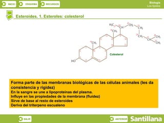 Biología
INICIO        ESQUEMA   RECURSOS
                                                                       Los lípidos



         Esteroides. 1. Esteroles: colesterol




                                                        Colesterol




  Forma parte de las membranas biológicas de las células animales (les da
  consistencia y rigidez)
  En la sangre se une a lipoproteínas del plasma.
  Influye en las propiedades de la membrana (fluidez)
  Sirve de base al resto de esteroides
  Deriva del triterpeno escualeno


             SALIR                                          ANTERIOR
 
