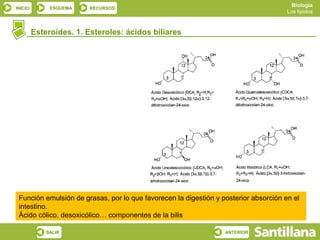 Biología
INICIO        ESQUEMA    RECURSOS
                                                                                      Los lípidos



         Esteroides. 1. Esteroles: ácidos biliares




 Función emulsión de grasas, por lo que favorecen la digestión y posterior absorción en el
 intestino.
 Äcido cólico, desoxicólico… componentes de la bilis

             SALIR                                                ANTERIOR
 