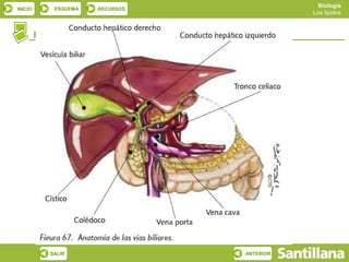 Biología
INICIO        ESQUEMA   RECURSOS
                                                             Los lípidos



         Esteroides. Esteroles: ácidos biliares




             SALIR                                ANTERIOR
 