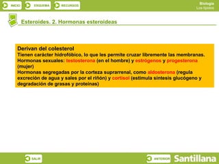 Biología
INICIO       ESQUEMA   RECURSOS
                                                                                 Los lípidos



         Esteroides. 2. Hormonas esteroideas



    Derivan del colesterol
    Tienen carácter hidrofóbico, lo que les permite cruzar libremente las membranas.
    Hormonas sexuales: testosterona (en el hombre) y estrógenos y progesterona
    (mujer)
    Hormonas segregadas por la corteza suprarrenal, como aldosterona (regula
    excreción de agua y sales por el riñón) y cortisol (estimula síntesis glucógeno y
    degradación de grasas y proteínas)




            SALIR                                              ANTERIOR
 