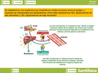 Biología
INICIO    ESQUEMA      RECURSOS
                                                                                                Los lípidos



El colesterol es una sustancia muy insoluble en medios acuosos como la sangre, y
necesita ser transportado por lipoporteínas. Entre ellas destacamos HDL (lipoproteínas de
alta densidad) y LDL (lipoproteínas de baja densidad)



                                               Las LDL transportan el “colesterol malo” desde el hígado
                                                hasta las células de los tejidos, de manera que cuando
                                               alcanzan niveles excesivos depositan el colesterol en las
                                                         arterias y forman placas o ateromas




                                       Las HDL transportan el colesterol bueno desde los
                                     tejidos y depósitos de las arterias al hígado, retirando
                                       así el exceso de colesterol en sangre y limpian las
                                                             arterias


         SALIR                                                           ANTERIOR
 