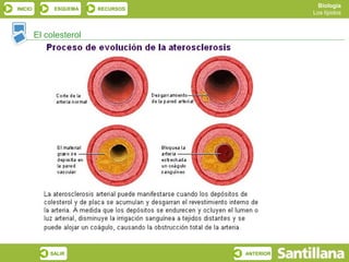Biología
INICIO        ESQUEMA    RECURSOS
                                               Los lípidos


         El colesterol




             SALIR                  ANTERIOR
 