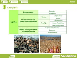 Biología
INICIO       ESQUEMA      RECURSOS
                                                                                            Los lípidos



         Los lípidos
                                                                 Saturados
                            Ácidos grasos
                                                                Insaturados
                                                                         Acilglicéridos
                                                    Simples
                                                                              Céridos
                         Lípidos con ácidos                             Fosfoglicéridos
            Lípidos    grasos o saponificables
                                                   Complejos          Fosfoesfingolípidos
                                                                      Glucoesfingolípidos
                                                         Isoprenoides o terpenos
                       Lípidos sin ácidos grasos                 Esteroides
                           o insaponificables
                                                               Prostaglandinas




            SALIR                                                        ANTERIOR
 