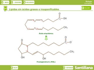 Biología
INICIO       ESQUEMA    RECURSOS
                                                                         Los lípidos

                                                                         VOLVER
         Lípidos sin ácidos grasos o insaponificables




                                     Ácido ariquidónico




                                   Prostaglandina E1 (PGE1)


            SALIR                                             ANTERIOR
 