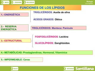 Biología
   INICIO    ESQUEMA   RECURSOS
                                                                    Los lípidos


                    FUNCIONES DE LOS LÍPIDOS
                              TRIGLICÉRIDOS: Aceite de oliva
1.- ENERGÉTICA

                              ÁCIDOS GRASOS: Oléico


2.- RESERVA
                            TRIGLICÉRIDOS: Manteca: Panículo
ENERGÉTICA


                                  FOSFOGLICÉRIDOS: Lecitina
3.- ESTRUCTURAL
                                  GLUCOLÍPIDOS: Gangliósidos



4.- METABÓLICAS: Prostaglandinas, Hormonal, Vitamínica


5.- IMPERMEABLE: Ceras


            SALIR                                        ANTERIOR
 