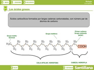 Biología
INICIO       ESQUEMA     RECURSOS
                                                                                         Los lípidos



         Los ácidos grasos



         Ácidos carboxílicos formados por largas cadenas carbonatadas, con número par de
                                        átomos de carbono



                                                                             Primer carbono
                                             Grupo metileno                  Grupo carboxilo
   Grupo metilo                                                                  (polar)
     terminal




                                    COLA APOLAR, HIDROFOBA             CABEZA, HIDROFILA


            SALIR                                                 ANTERIOR
 