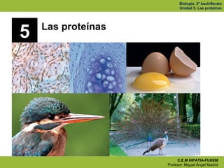 Biología. 2º bachillerato
                          Unidad 5. Las proteínas




    Las proteínas
5




                         C.E.M HIPATIA-FUHEM
                    Profesor: Miguel Ángel Madrid
 