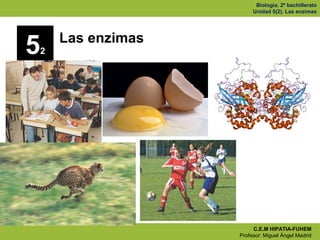 Biología. 2º bachillerato
                           Unidad 5(2). Las enzimas




        Las enzimas
5   2




                           C.E.M HIPATIA-FUHEM
                      Profesor: Miguel Ángel Madrid
 