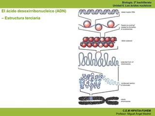 Ud.6. ac. nucleicos