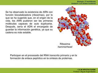 Ud.6. ac. nucleicos