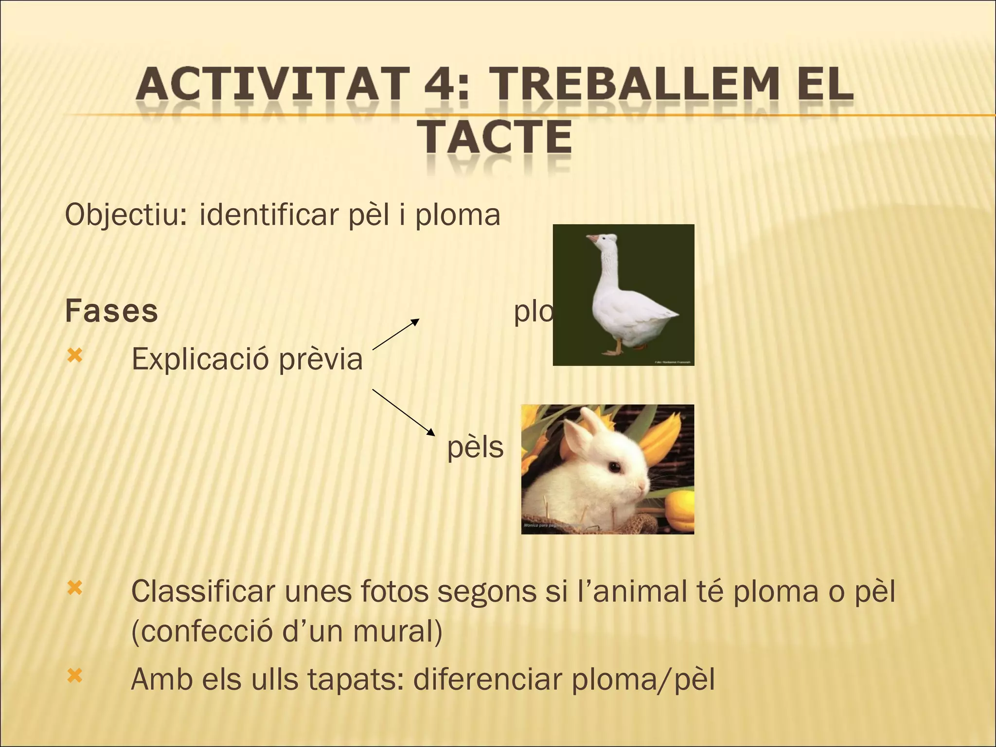 Objectiu:   identificar pèl i ploma Fases  plomes Explicació prèvia   pèls Classificar unes fotos segons si l’animal té ploma o pèl (confecció d’un mural) Amb els ulls tapats: diferenciar ploma/pèl 