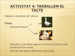 Objectiu:   identificar pèl i ploma Fases  plomes Explicació prèvia   pèls Classificar unes fotos segons si l’animal té ploma o pèl (confecció d’un mural) Amb els ulls tapats: diferenciar ploma/pèl 