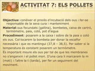 Objectius:  conèixer el procés d’incubació dels ous i fer-se  responsable de la seva cura i manteniment Material :ous fecundats (gallina), bombetes, caixa de cartró,  termòmetre, paia, cotó, pot d’aigua  Procediment : posarem a la caixa i sobre de la paia o cotó els ous. Col·locarem la bombeta per donar la escalfor necessària i que es mantingui (37,8 – 38,5). Per saber si la temperatura és constant posarem un termòmetre. És important moure els ous per tal de que les membranes no s’enganxin i el pollet mori. D’una cara li marcarem la m (mati) i l’altre la t (tarda), per fer un seguiment del moviment. 