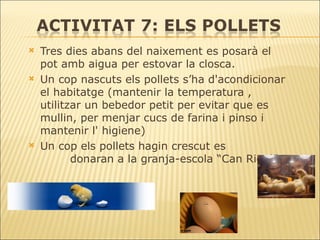 Tres dies abans del naixement es posarà el pot amb aigua per estovar la closca. Un cop nascuts els pollets s’ha d'acondicionar el habitatge (mantenir la temperatura , utilitzar un bebedor petit per evitar que es mullin, per menjar cucs de farina i pinso i mantenir l' higiene)  Un cop els pollets hagin crescut es  donaran a la granja-escola “Can Rigol”. 