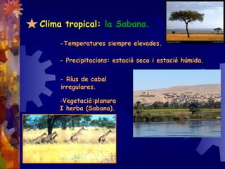 Clima tropical: la Sabana.
-Temperatures siempre elevades.
- Precipitacions: estació seca i estació húmida.
- Ríus de cabal
irregulares.
-Vegetació:planura
I herba (Sabana).
 