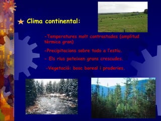 Clima continental:
-Temperatures molt contrastades (amplitud
tèrmica gran)
-Precipitacions sobre todo a l’estiu.
- Els rius pateixen grans crescudes.
-Vegetació: bosc boreal i praderies.
 