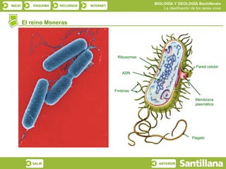 El reino Moneras Pared celular Membrana plasmática Flagelo Ribosomas ADN Fimbrias 