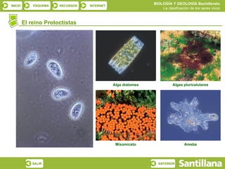 El reino Protoctistas Alga diatomea Mixomiceto Ameba Algas pluricelulares 