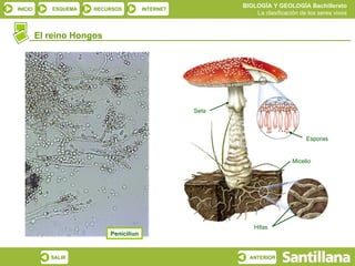 El reino Hongos Seta Micelio Esporas Hifas Peniciliun 