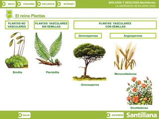 El reino Plantas Briofita Pteridofita Gimnosperma Monocotiledonea Dicotiledonea PLANTAS NO VASCULARES PLANTAS  VASCULARES SIN SEMILLAS PLANTAS  VASCULARES  CON SEMILLAS Gimnospermas Angiospermas 