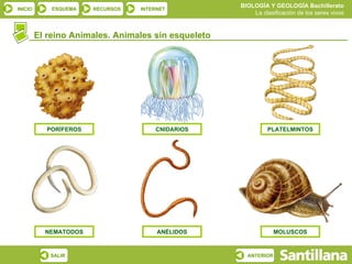 El reino Animales. Animales sin esqueleto PORÍFEROS CNIDARIOS PLATELMINTOS MOLUSCOS ANÉLIDOS NEMATODOS 