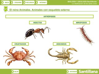 El reino Animales. Animales con esqueleto externo ARTRÓPODOS CRUSTÁCEOS INSECTOS ARÁCNIDOS MIRIÁPODOS 