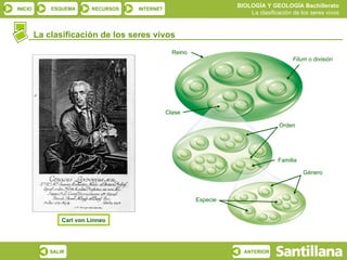 La clasificación de los seres vivos Reino Filum  o división Clase Orden Familia Género Especie Carl von Linneo 