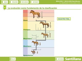 La evolución como fundamento de la clasificación Pilohippus Merychippus Mesohippus Hyracotherium Equus REGISTRO FÓSIL 
