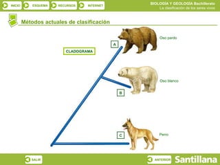 Métodos actuales de clasificación CLADOGRAMA Perro Oso blanco Oso pardo C B A 